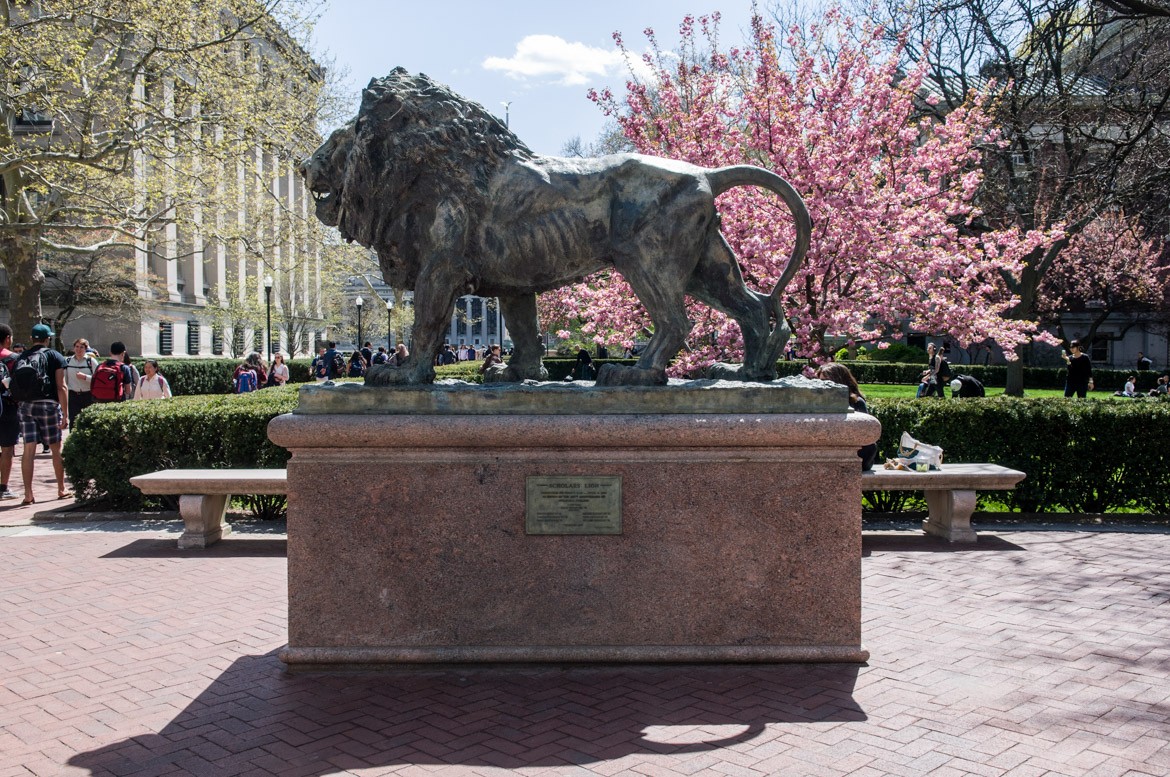 Lion 5