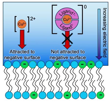 BioInterfaces