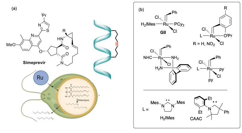 Figure 1. (a) Advanced applications of olefin metathesis in pharmaceutical and sustainable synthesis. (b) Key metathesis catalysts
