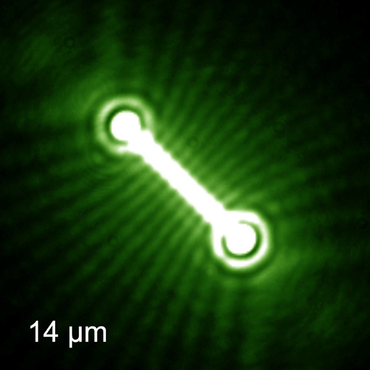 Research Zhu 1